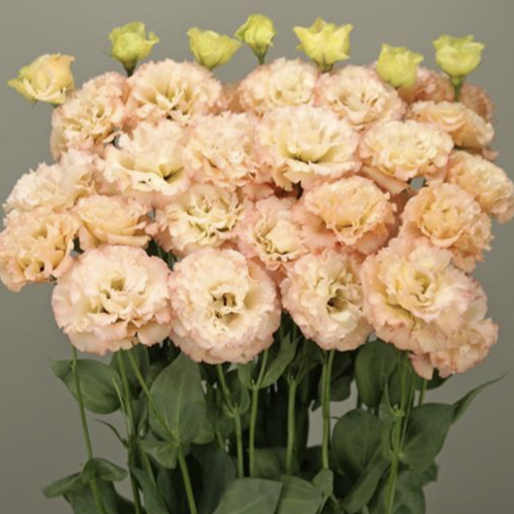  F1 Celeb 2 Apricot - 5 .