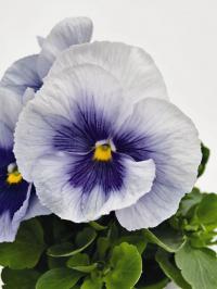   Inspire Plus Metallic Blue Blotch - 5 .
