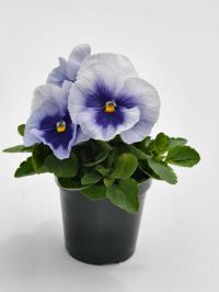   Inspire Plus Metallic Blue Blotch - 5 .