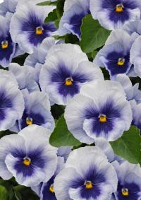   Inspire Plus Metallic Blue Blotch - 5 .