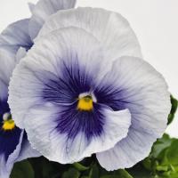   Inspire Plus Metallic Blue Blotch - 5 .