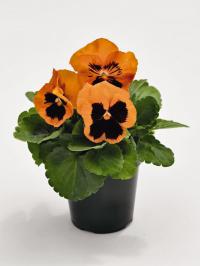   Inspire Plus Orange Blotch. ! - 5 .