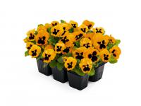  Inspire Plus Orange Blotch. ! - 5 .