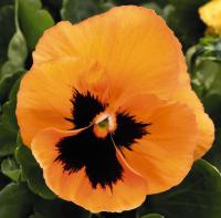   Inspire Plus Orange Blotch. ! - 5 .