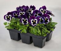  Inspire Plus Violet Face - 5 .