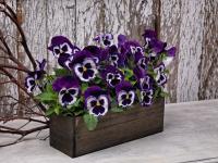   Inspire Plus Violet Face - 5 .