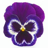   Inspire Plus Violet Face - 5 .