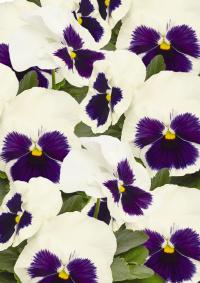   Inspire Plus White Blotch - 5 .
