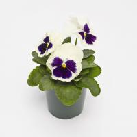  Inspire Plus White Blotch - 5 .