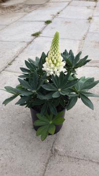  Lupini White - 5 .