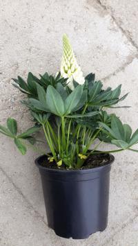   Lupini White - 5 .