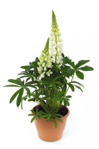   Lupini White - 5 .