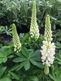   Lupini White - 5 .
