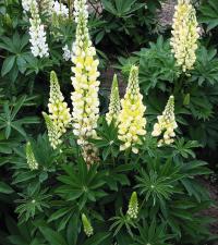   Lupini Yellow Shades - 5 .