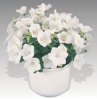   Pearl White - 5 .