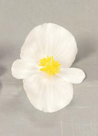   Sprint Plus White - 10 