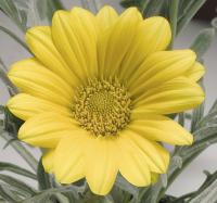   Talent Yellow- 5 .