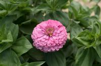   Benary's Giant Bright Pink - 5 .