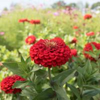   Benary's Giant Scarlet - 5 .