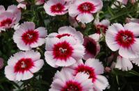   Diana Purple Centred White - 5 .