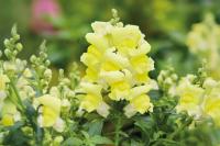   () Snappy F1 Yellow - 10 .