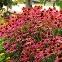   PowWow Wild Berry - 3 .