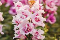   () Twinny Orchid. ! - 10 .