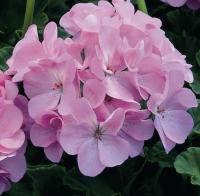   MAVERICK F1 Quicksilver - 3 .