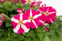   BOOM! HD Rose Star. ! - 10 .