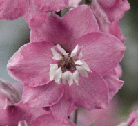   Magic Fountains Lilac Pink White Bee - 10 .