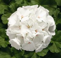   RINGO 2000 F1 WHITE - 3 .