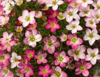   Lofty Pink Shades. ! - 10 