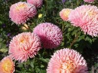   Chrisantella Pink Mother-of-Pearl - 10 .
