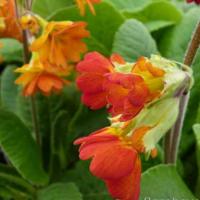1127 Primula veris 'Lord Alfred' - 5 .