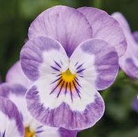   Corina F1 lavender face - 5 .