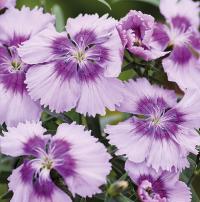   Diana Lavender Picotee- 5 .