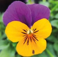   Corina F1 orange purple wing - 5 .
