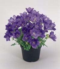   Perl Deep Blue - 5 .