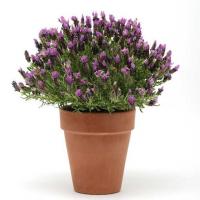   Bandera Purple - 5 .