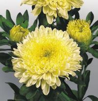   Matador Yellow - 10 .