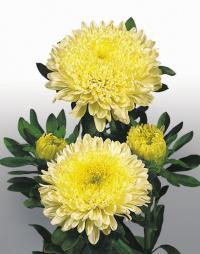  Matador Yellow - 10 .