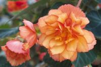    Illumination F1 Golden picotee - 5 .