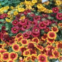  Single flowered mixture - 30 .