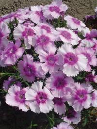   Diana Lavender Picotee- 5 .