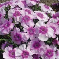   Diana Lavender Picotee- 5 .