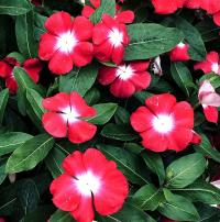   Solar Avalanche F1 cherry brilliant eye - 5 .