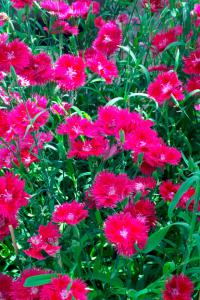   Elegance red - 5 .