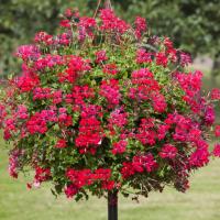   Reach Out F1 Red  - 3 .