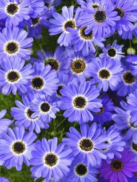   Blue Splendour - 30 .