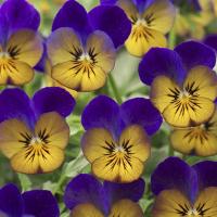   Floral Power F1 Golden Blues - 5 .
